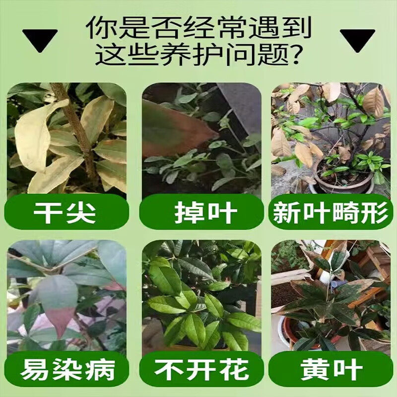 桂花树专用掉叶黑斑病桂花树专用肥料枯叶干尖黄叶营养液杀菌