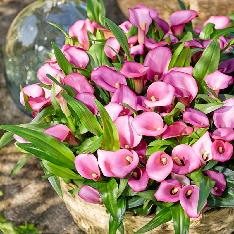 荷兰进口彩色马蹄莲种球四季种植易活开花不断室内外阳台盆栽大球,淘宝优惠券,粉丝福利购,淘宝优惠卷