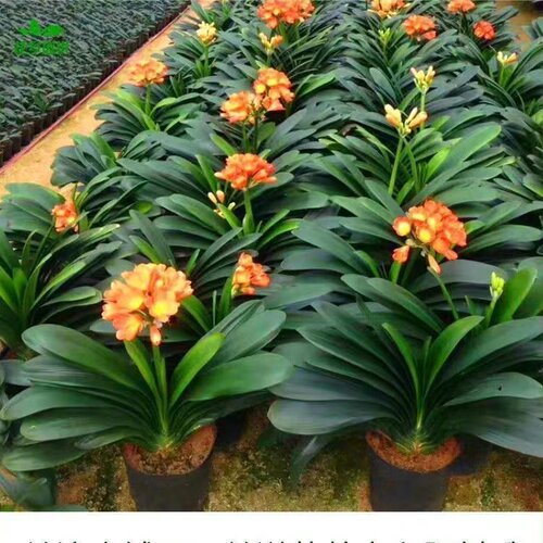 精品君子兰盆栽带花苞特级圆头和尚苗室内花卉植物四季好养活绿植 - 图2