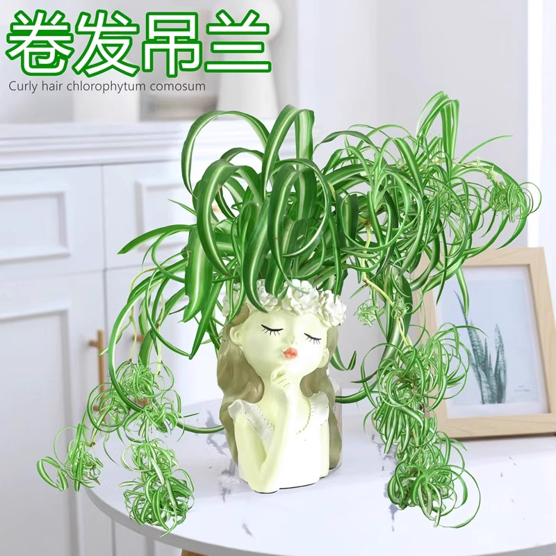 卷叶吊兰盆栽卷发女郎青叶金心垂吊植物室内阳台四季好养绿植花卉,淘宝优惠券,粉丝福利购,淘宝优惠卷