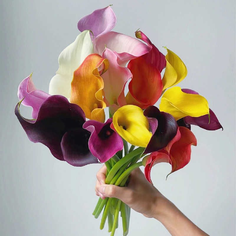 进口彩色马蹄莲种球带芽大球四季室内阳台盆栽苗易活种子球根花卉,淘宝优惠券,粉丝福利购,淘宝优惠卷