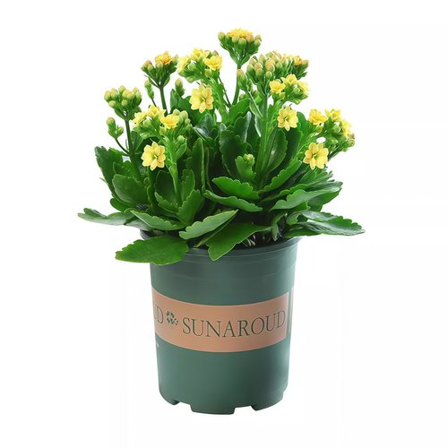 长寿花盆栽重瓣花大花带花苞金狐狸花卉植物室内花四季好养活 - 图3