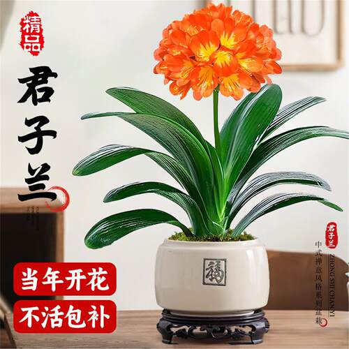 君子兰盆栽精品名贵花卉植物元宝君子兰国宝级室内庭院四季好养 - 图0