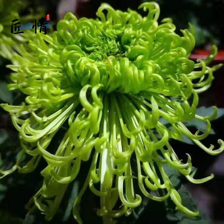 九月菊金丝菊牡丹菊可食用阳台庭院盆栽地栽四季种植好养易活菊花,淘宝优惠券,粉丝福利购,淘宝优惠卷