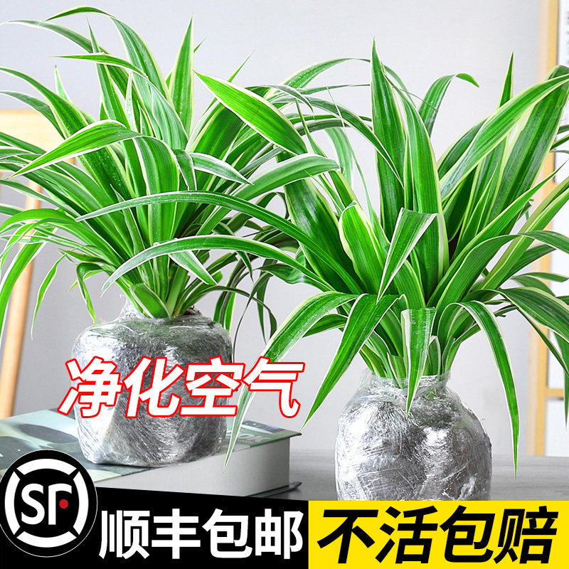 大金边金心吊兰植物室内垂吊好养净化空气水培绿植盆栽花卉四季,淘宝优惠券,粉丝福利购,淘宝优惠卷