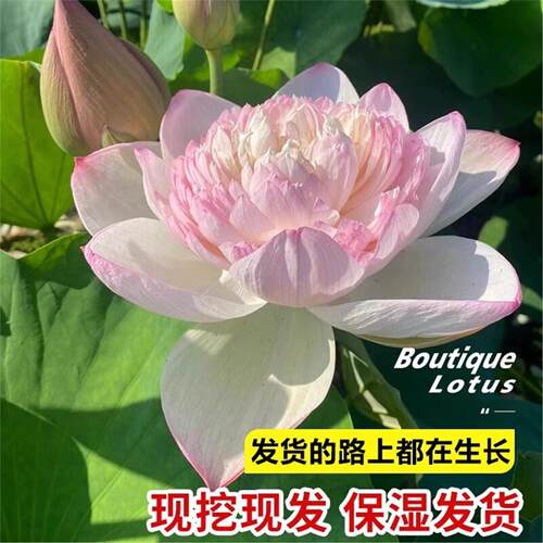 观赏荷花藕种藕苗花园花卉绿植盆栽睡莲水培鲜花植物高产食用莲藕 - 图2