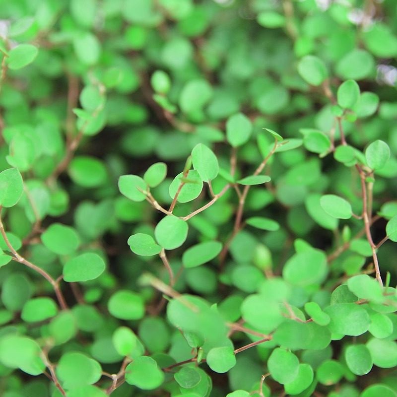 金边吊兰千叶吊兰盆栽观叶植物常春藤多年生餐桌摆件绿植四季常青,淘宝优惠券,粉丝福利购,淘宝优惠卷