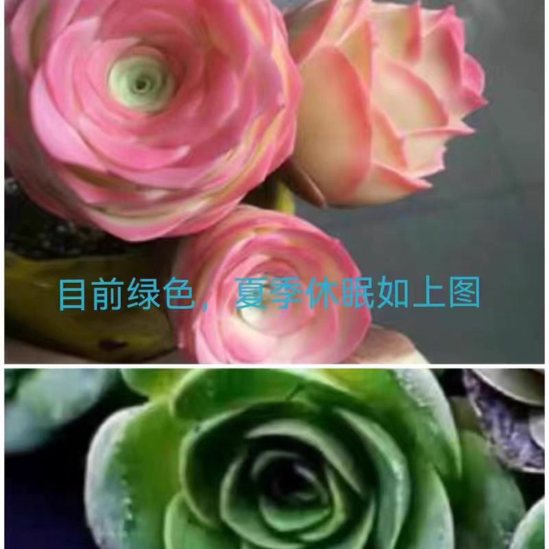 紫玫瑰多肉新款山地玫瑰多头群生老桩室内办公室桌面盆栽净化空气 - 图3