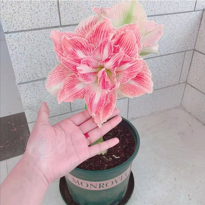 朱顶红进口重瓣特大种球四季盆栽花卉新手易种室内外阳台庭院植物,淘宝优惠券,粉丝福利购,淘宝优惠卷