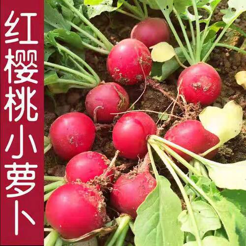 云南樱桃萝卜当季水果小红萝卜甜脆红皮胡萝卜新鲜蔬菜整箱包邮 - 图0