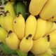 Authentic Guangxi millet banana 9 Jin Jin is equal to 0.5 kg fresh farm fruit banana thumb banana seasonal fresh fruit small banana