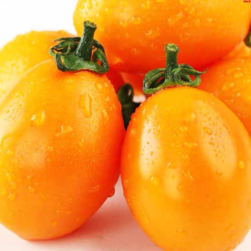 新鲜黄金圣女果5斤樱桃小番茄现摘自然熟酸甜黄皮西红柿水果包邮,淘宝优惠券,粉丝福利购,淘宝优惠卷