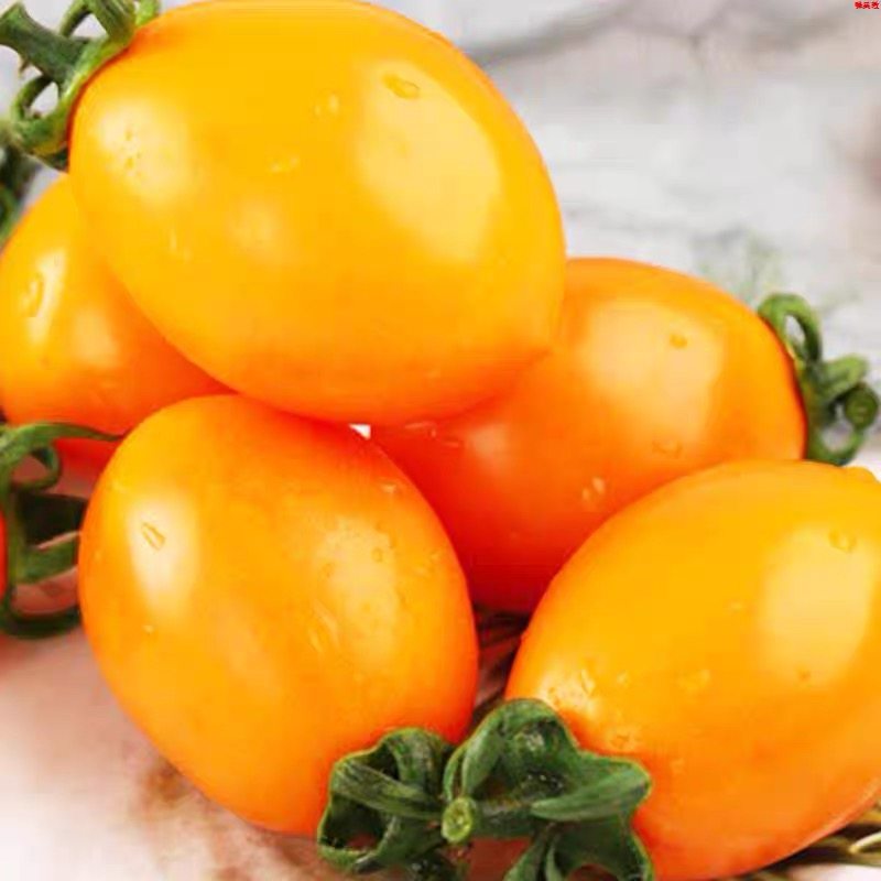 新鲜黄金圣女果5斤樱桃小番茄现摘自然熟酸甜黄皮西红柿水果包邮,淘宝优惠券,粉丝福利购,淘宝优惠卷