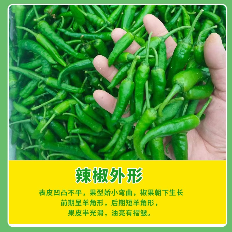 樟树港小辣椒5斤富硒新鲜白辣椒现摘虎皮自制卜辣椒农家湘菜手工3 - 图2