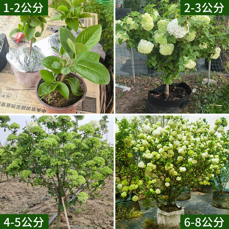 中华木本绣球树苗大花斗球白麻球苗庭院别墅耐寒盆栽风景树绣球花,淘宝优惠券,粉丝福利购,淘宝优惠卷