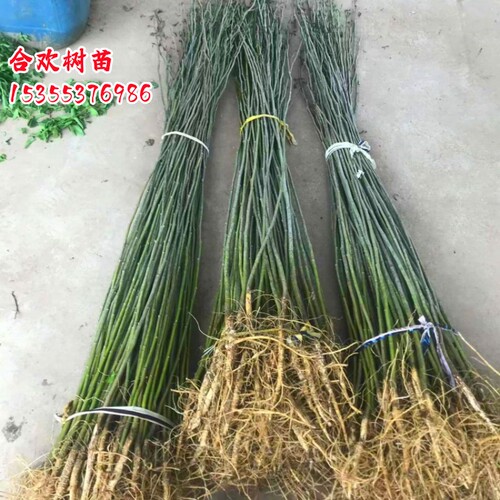 合欢树苗合欢苗绒花树苗芙蓉花树苗庭院花卉盆栽当年开花合欢苗 - 图1