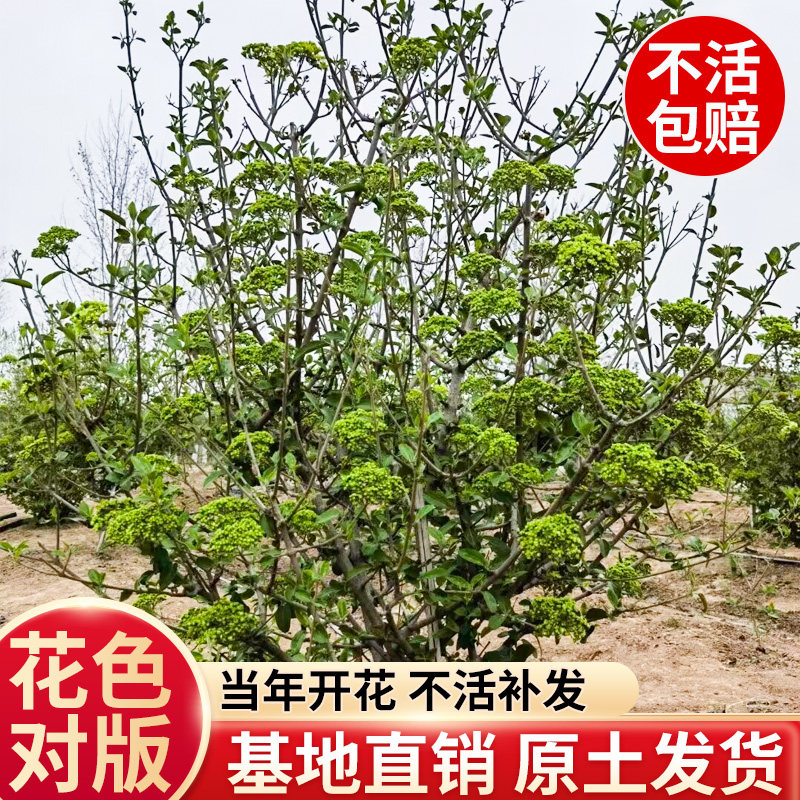 中华木本绣球树苗大花斗球白麻球苗庭院别墅耐寒盆栽风景树绣球花,淘宝优惠券,粉丝福利购,淘宝优惠卷