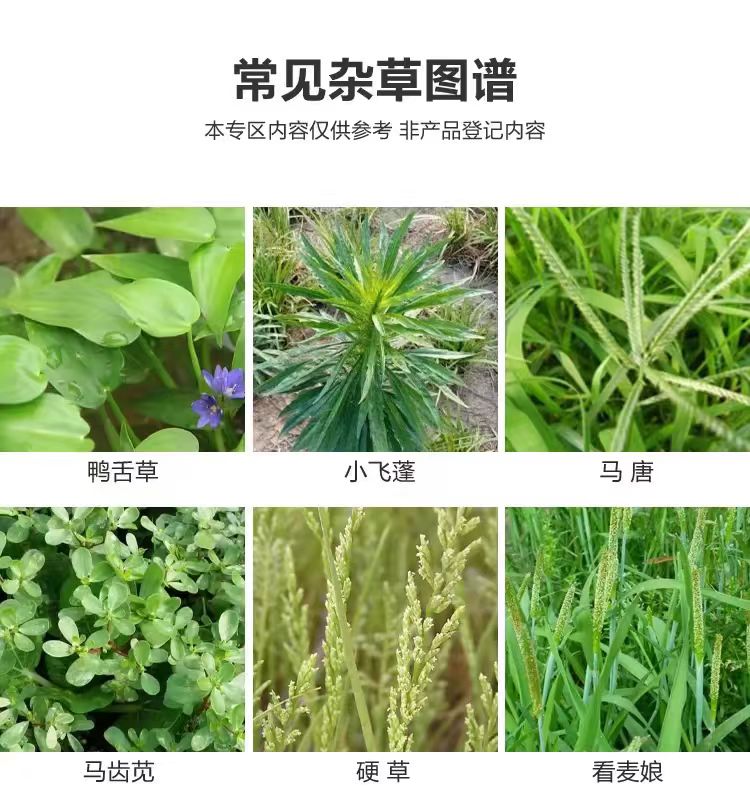 精草铵磷铵盐正品除草剂精草胺磷草铵膦草安磷果园杀草烂根剂农药-图2