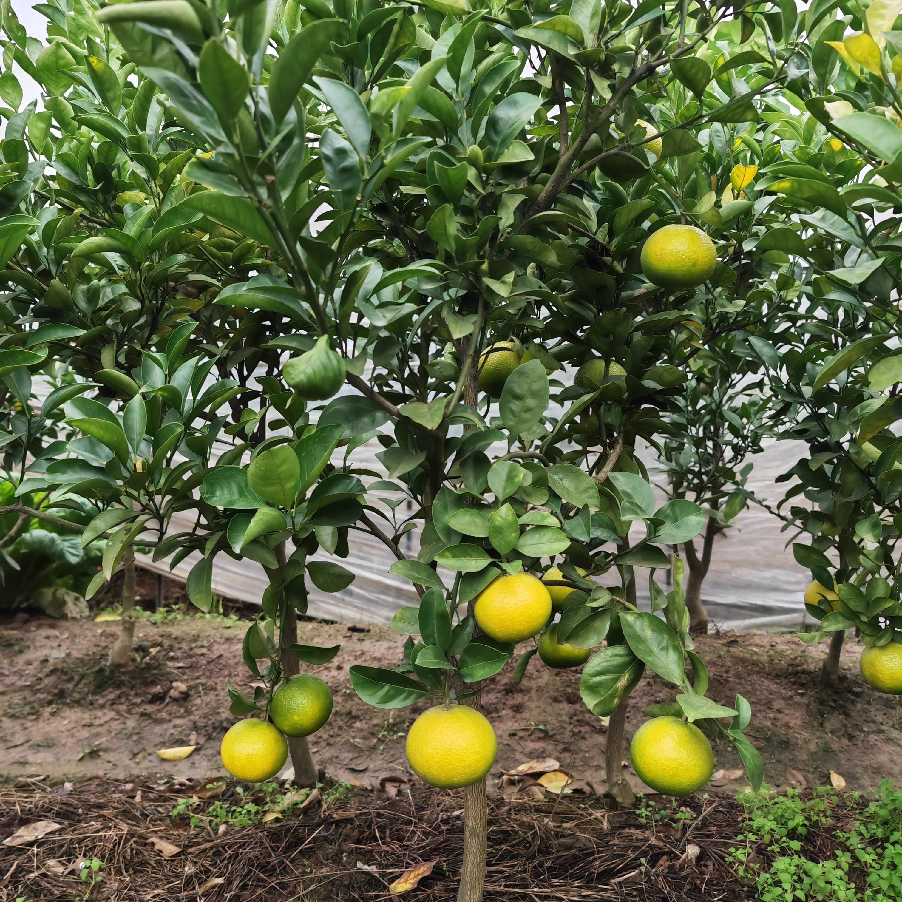 四川阳光一号桔柚树苗新品种柑橘苗橘子树盆栽地栽庭院种植果树苗,淘宝优惠券,粉丝福利购,淘宝优惠卷