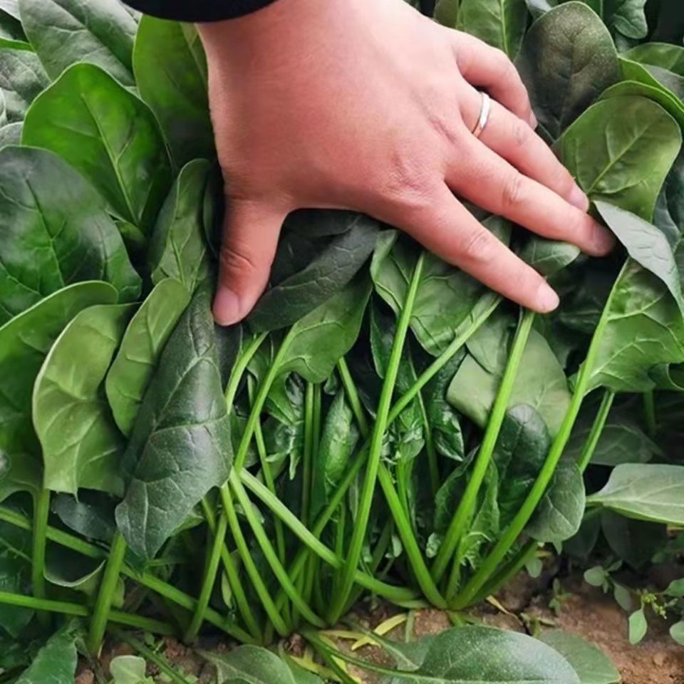 耐热大叶菠菜种子高产菠菜籽种夏季秋季四季农家青菜种籽蔬菜种孑 - 图3