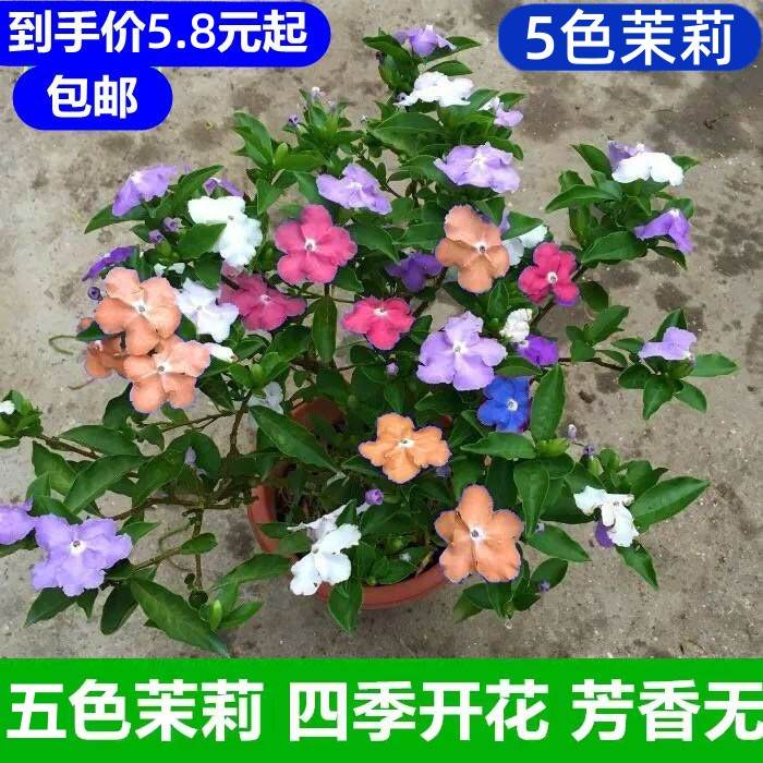 双色茉莉花盆栽浓香型四季开花不断变色鸳鸯番茉莉花苗绿植物花卉-图0