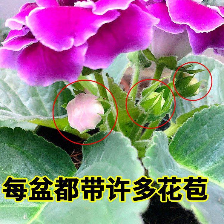 重瓣大岩桐盆栽带花苞富贵芙蓉花阳台客厅办公室四季开花好养易活 - 图0