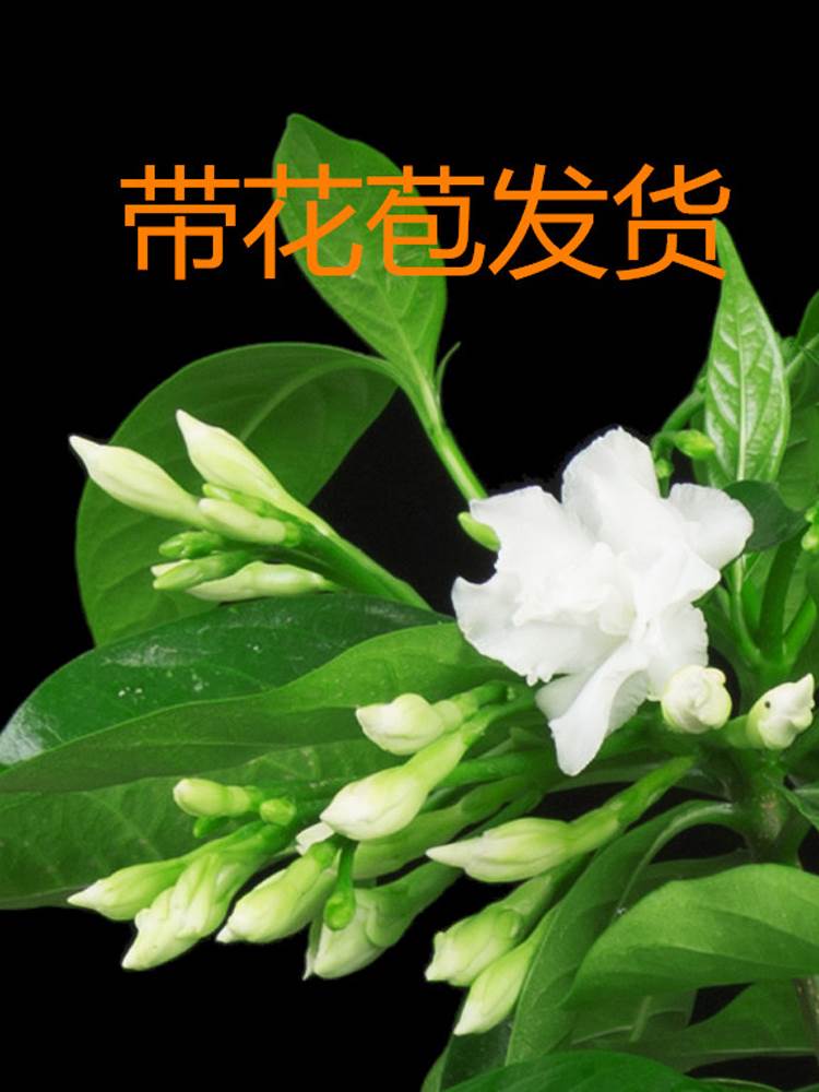 丁香花盆栽花卉室内花绿植阳台四季常青开花不断芳香花好养活植物 - 图1