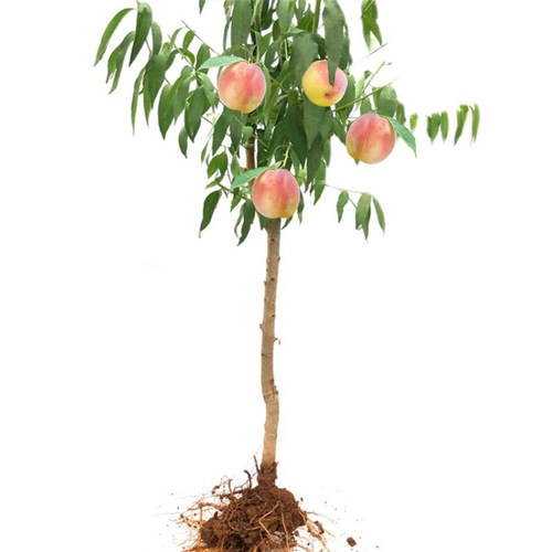 早熟水蜜桃树苗嫁接黄桃树苗树南方北方种植树苗桃树果苗当年结果 - 图3