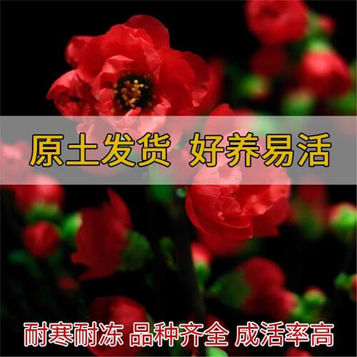 耐寒红梅花树苗庭院地栽浓香型四季花卉植物骨里红梅腊梅绿梅室外 - 图2
