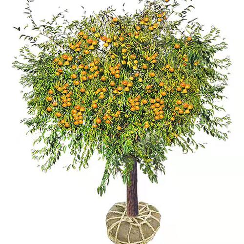 枣树活苗特红枣树树苗地栽盆沾化冬枣树苗栽庭院南北方种植果树苗 - 图3