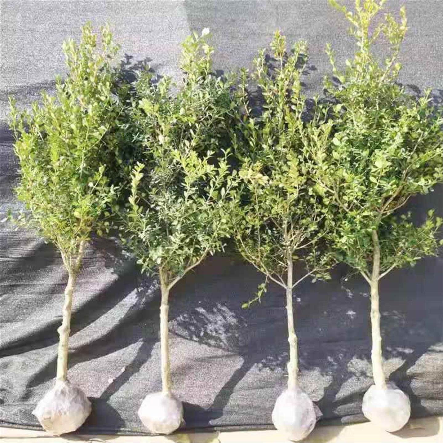 独杆黄杨树苗瓜子黄杨苗绿篱庭院别墅绿化苗耐寒黄杨球型四季常青,淘宝优惠券,粉丝福利购,淘宝优惠卷