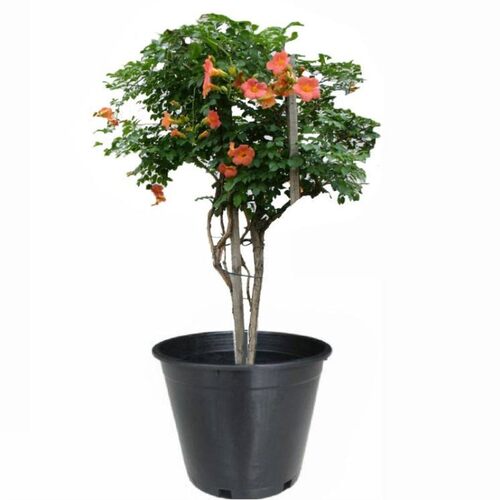 美国凌霄花苗爬藤植物耐寒庭院凌霄花树苗攀援凌霄树苗藤本凌霄苗 - 图3