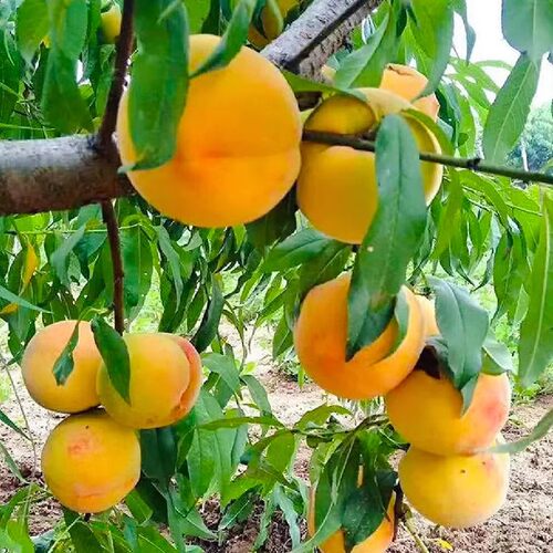 桃树果嫁接黄桃树苗冬桃油桃果树苗南北方庭院种植当年结果 - 图2