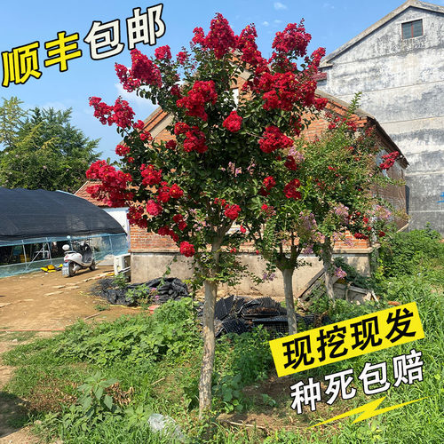 紫薇花树苗盆栽四川红花紫薇苗红火箭丛生红紫薇树苗百日红紫薇苗 - 图0