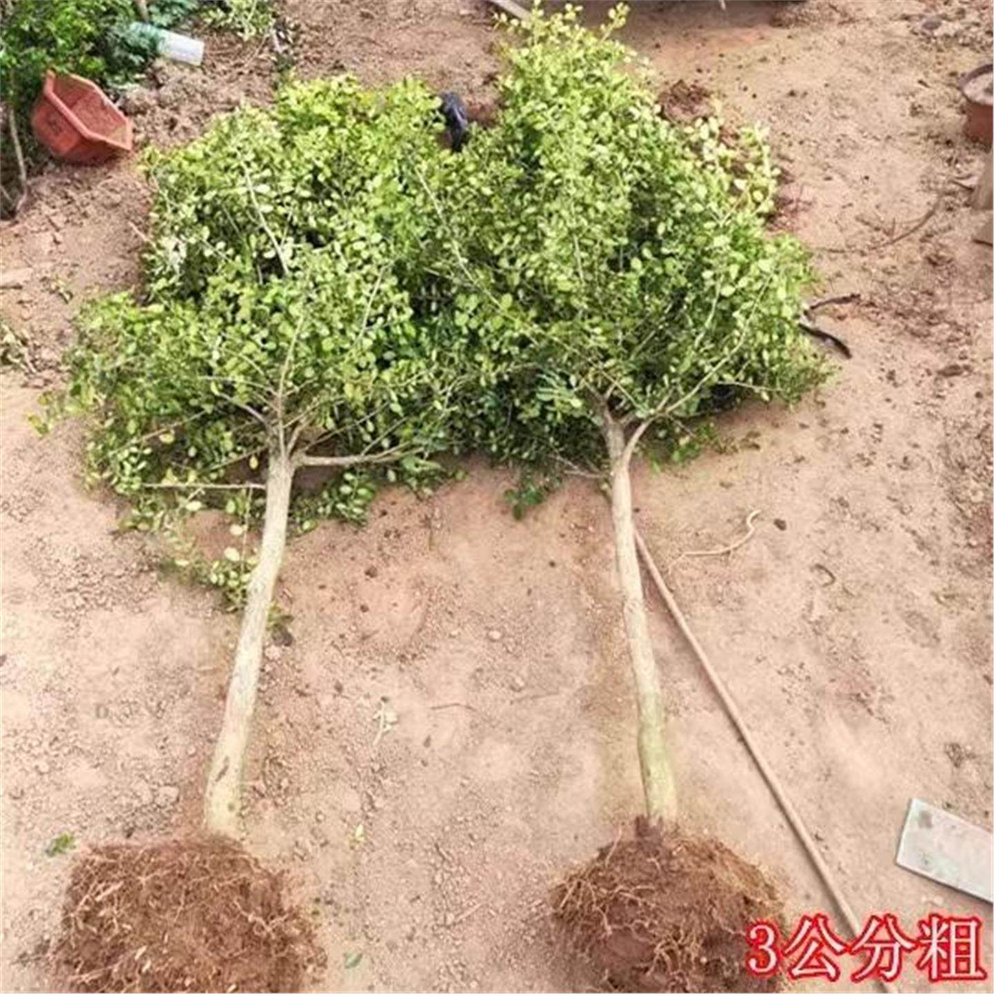 独杆黄杨树苗瓜子黄杨苗绿篱庭院别墅绿化苗耐寒黄杨球型四季常青,淘宝优惠券,粉丝福利购,淘宝优惠卷