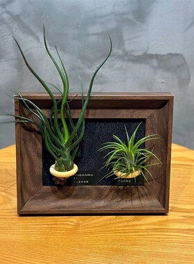 空气凤梨c装饰办公室绿植桌面装饰画现代简约相框摆件软装绿植摆
