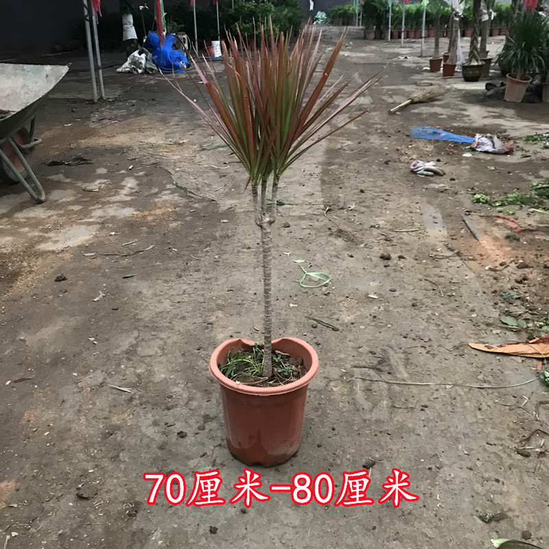 七彩铁千北欧年木盆栽三色龙血树客厅室内吸除甲醛净化空气绿植物