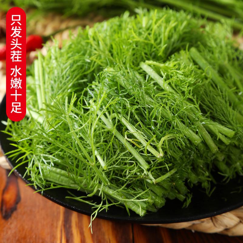 小茴香菜新鲜山东蔬菜荤香包邮大回香苗不带根包饺子包子馅2斤4斤