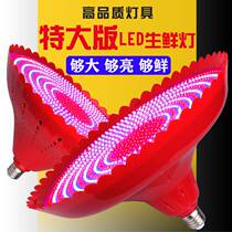 Extra-large version led raw fresh light pork lamp halibut halogen meat cooked food shop special light supermarket fresh meat fruit Seafood Light