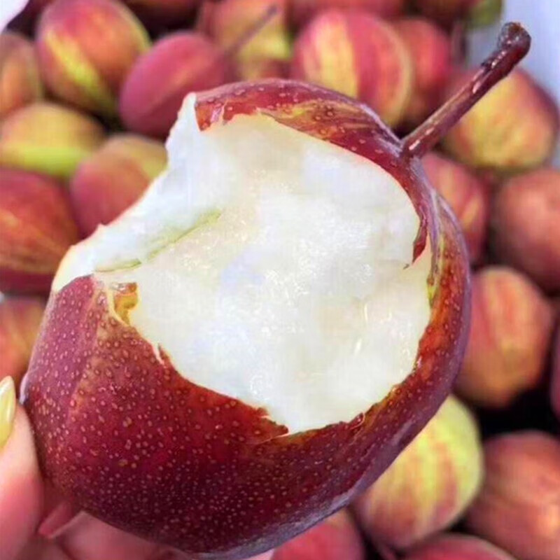 觅鲜达 新鲜采摘 彩虹梨 5斤整箱装 天猫优惠券折后￥19.8包邮（￥32.9-13）