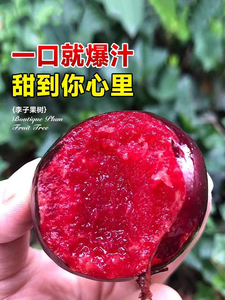 蜂糖李子树苗嫁接特大晚熟脱骨青脆李子果树苗南北方种三华李树苗,淘宝优惠券,粉丝福利购,淘宝优惠卷