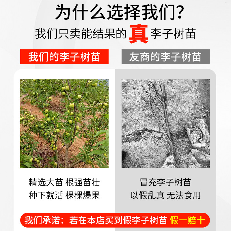 蜂糖李子树苗嫁接特大晚熟脱骨青脆李子果树苗南北方种三华李树苗,淘宝优惠券,粉丝福利购,淘宝优惠卷