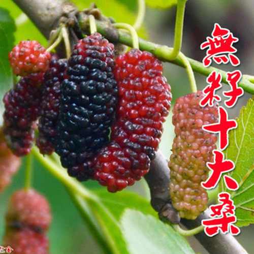 桑葚树苗无籽大十台湾长果果桑苗桑椹苗桑葚苗地栽盆栽占地果树苗 - 图2