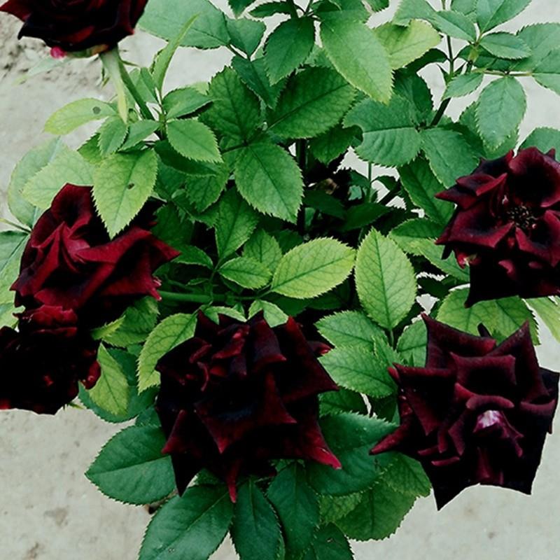 多年生月季花苗黑巴克黑红色玫瑰切花月季花大苗特大花卉盆栽植物-图0