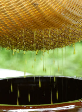 分装瓶收纳罐蜂蜜正品天然正宗蜂巢蜜农家自产纯正原味百花洋槐枣