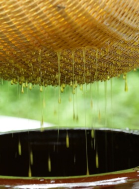 分装瓶收纳罐蜂蜜正品天然正宗蜂巢蜜农家自产纯正原味百花洋槐枣