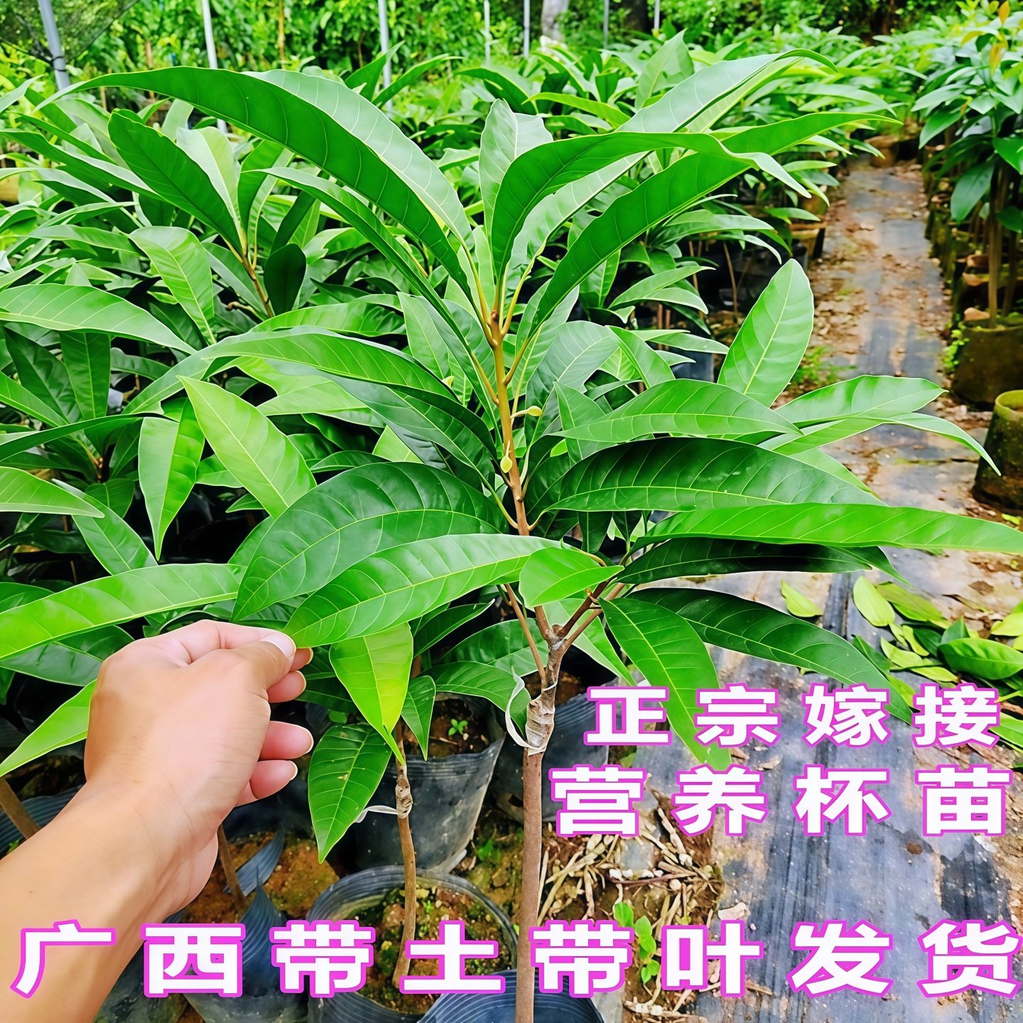 特大耀堂仙桃苗嫁接木瓜仙桃鸡蛋果苗南方盆栽地四季结果蛋黄果苗,淘宝优惠券,粉丝福利购,淘宝优惠卷