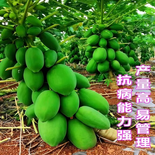 水果木瓜苗矮化冰糖红心木瓜苗四季庭院盆地裁当年结果青木瓜树苗 - 图0