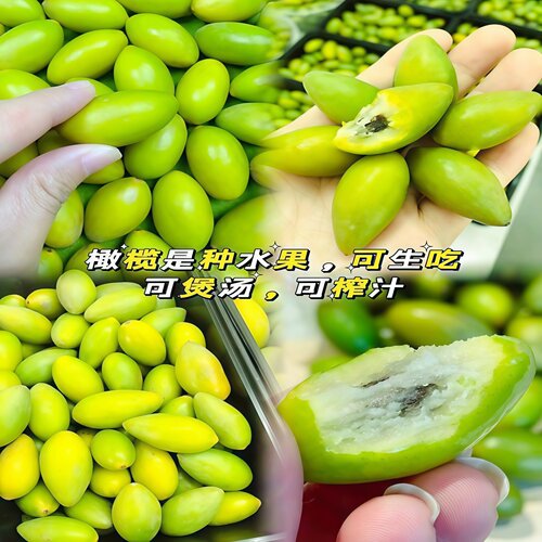 甜橄榄树树苗嫁接三棱脆甜青橄榄苗四季盆栽地栽带土带叶当年结果 - 图1