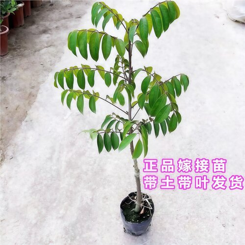 甜橄榄树树苗嫁接三棱脆甜青橄榄苗四季盆栽地栽带土带叶当年结果 - 图2